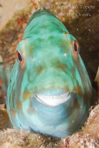 Smile of Parrot, Mahahual Mexico by Alejandro Topete 